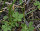 род Potentilla. Листья. Чечня, Шаройский р-н, дол. р. Цесиахк рядом с домом Мансура, выс. ок. 1500 м н.у.м., луг. 28 июня 2024 г.