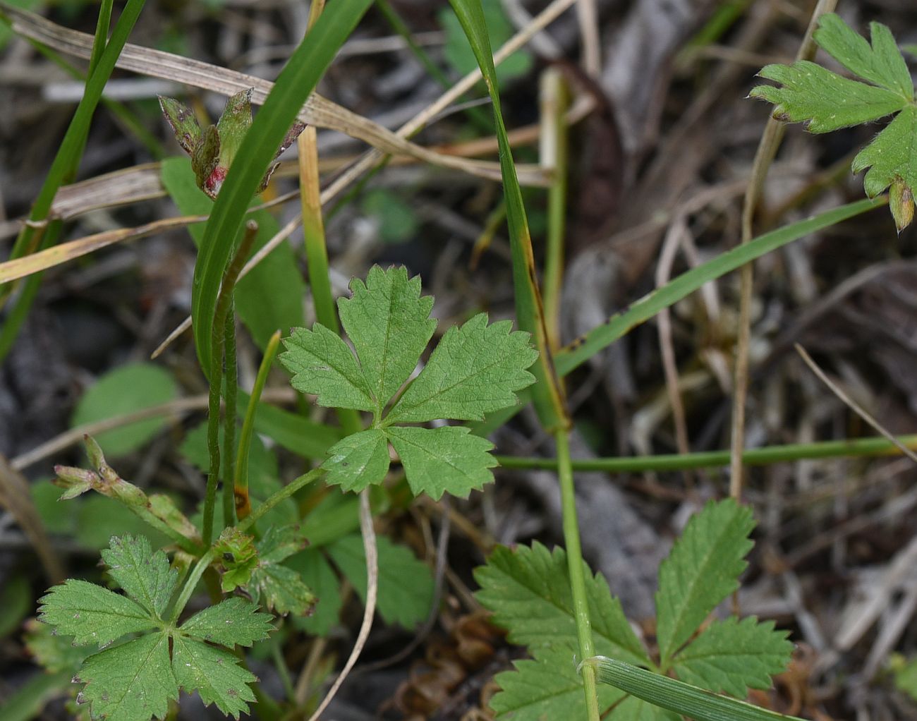 Image of genus Potentilla specimen.