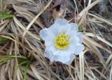 Trollius lilacinus