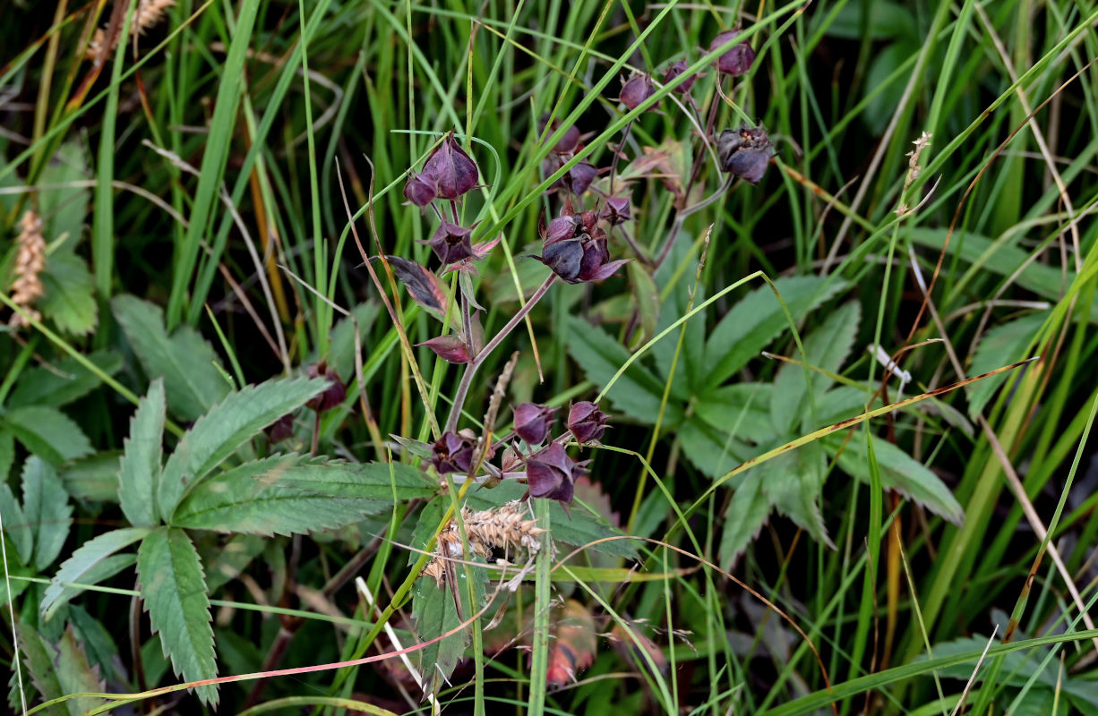 Image of Comarum palustre specimen.