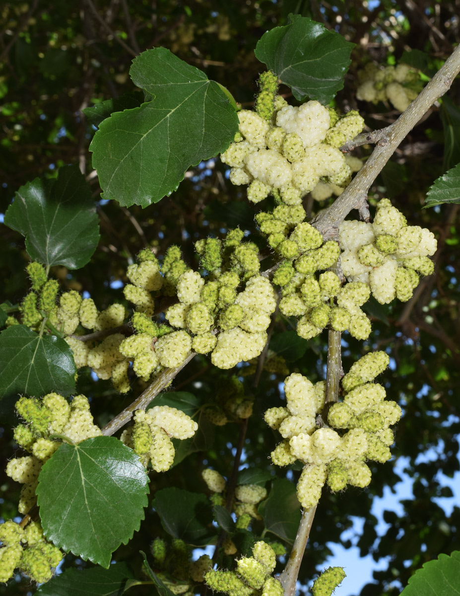 Изображение особи Morus alba.