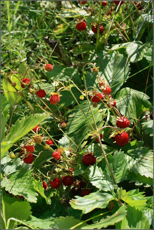 Image of Fragaria vesca specimen.