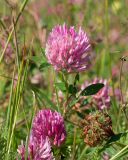 Trifolium pratense. Соцветия и отцветшее соцветие. Кабардино-Балкария, Черекский р-н, пер. Курноят, ≈ 2200 м н.у.м., субальпийский луг. 29.07.2024.
