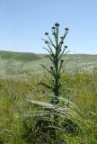 View full-size image Carduus uncinatus