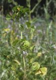 View full-size image Medicago orbicularis