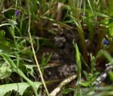 Смотреть изображение Asperugo procumbens