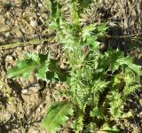 View full-size image Carduus onopordioides
