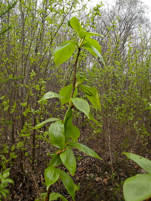 Image of genus Populus specimen.