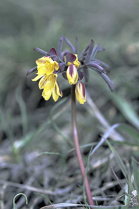 Image of Gymnospermium alberti specimen.