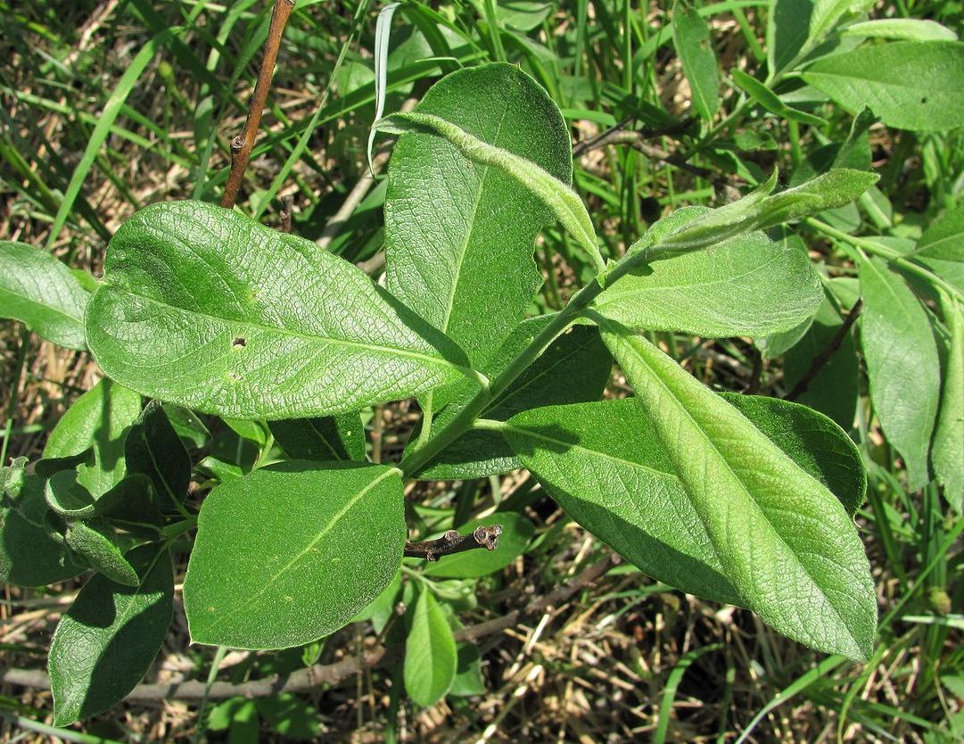 Image of Salix cinerea specimen.