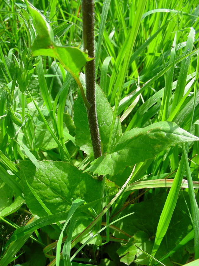 Image of Ligularia thyrsoidea specimen.