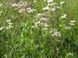 Erigeron annuus