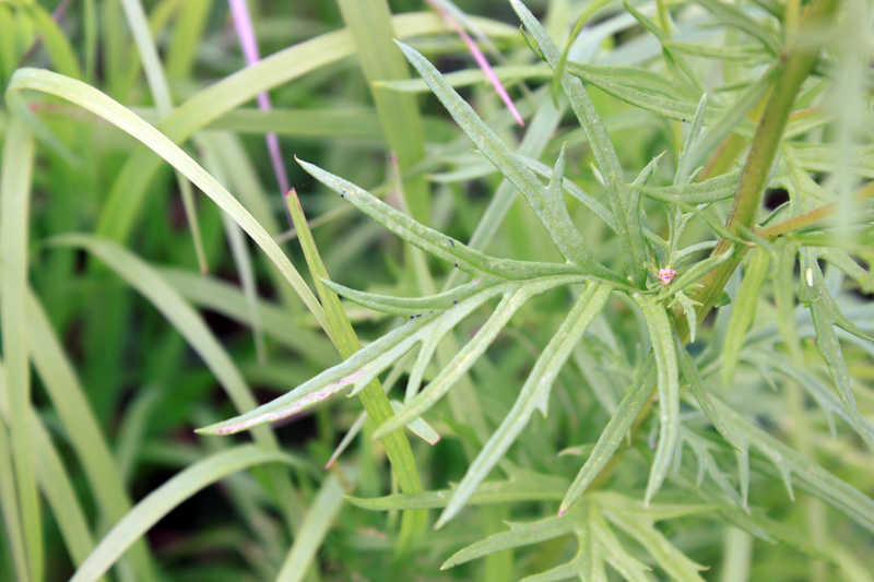 Изображение особи Senecio erucifolius.