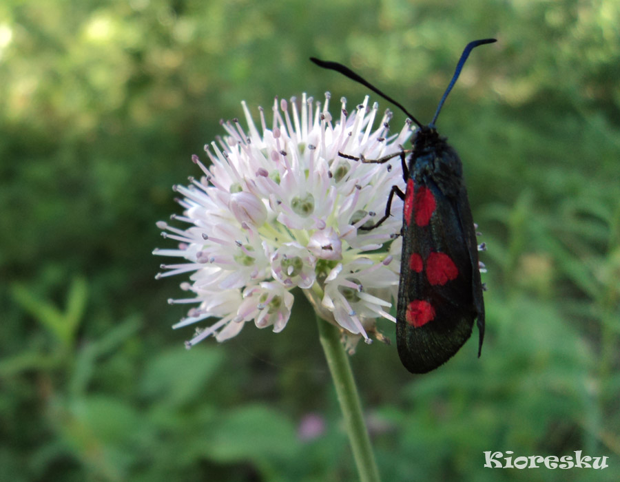 Изображение особи Allium strictum.