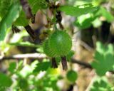 Grossularia uva-crispa