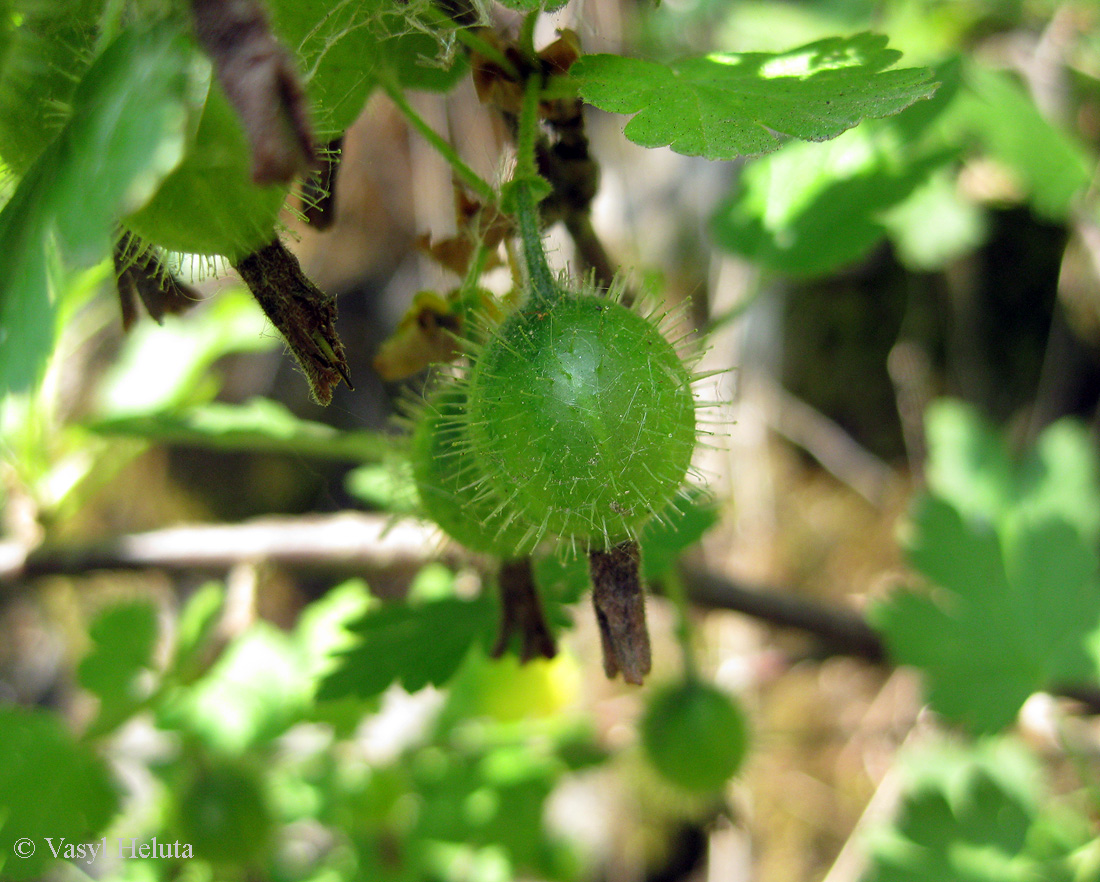 Изображение особи Grossularia uva-crispa.