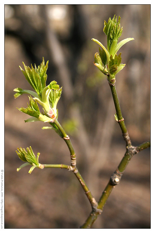 Image of Acer negundo specimen.