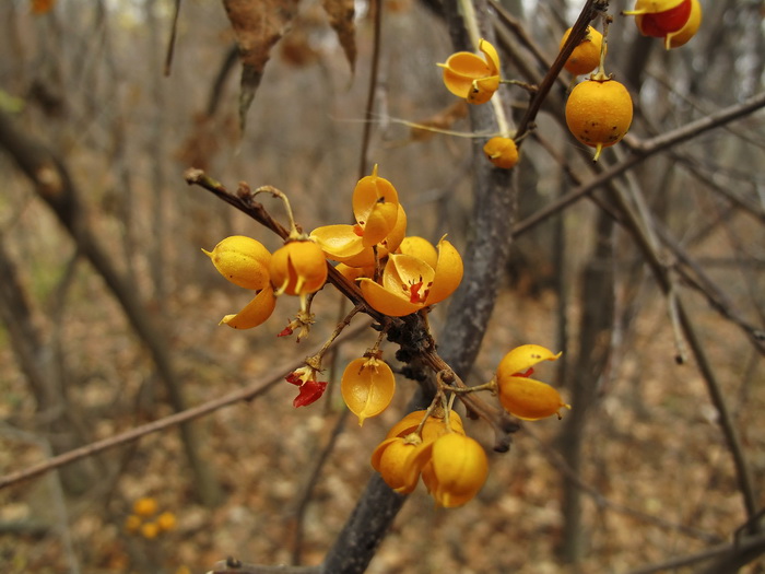 Изображение особи Celastrus orbiculata.