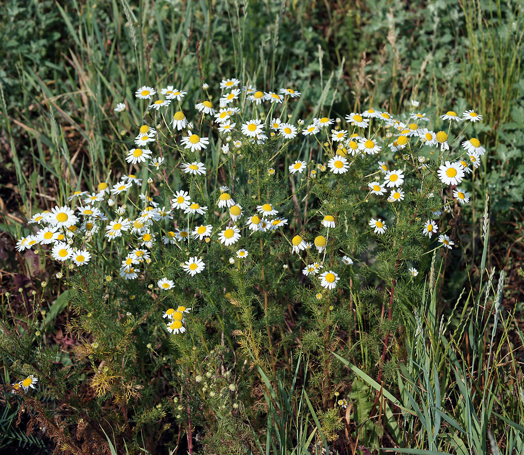 Изображение особи Tripleurospermum inodorum.