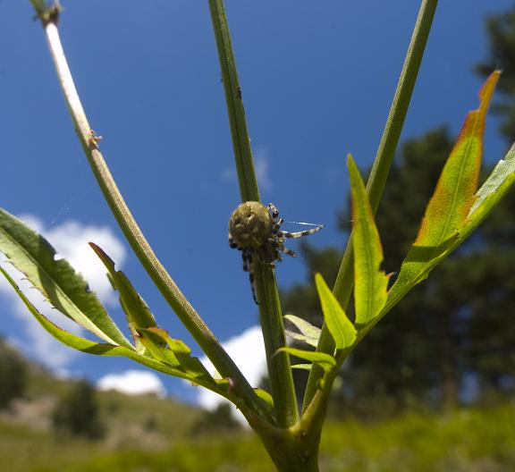 Image of Cephalaria gigantea specimen.