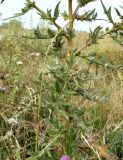 Cirsium serrulatum. Средняя часть растения. Ростовская обл., Азовский р-н, побережье Таганрогского залива, устье р. Кагальник, окр. с. Займо-Обрыв. 31.08.2011.