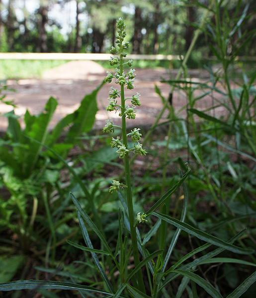 Image of Reseda lutea specimen.