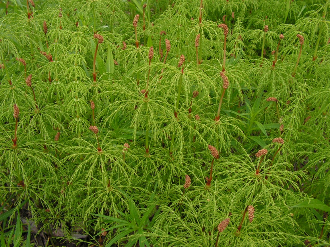 Image of Equisetum sylvaticum specimen.