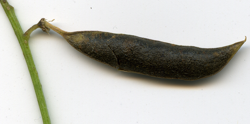 Image of Vicia sylvatica specimen.