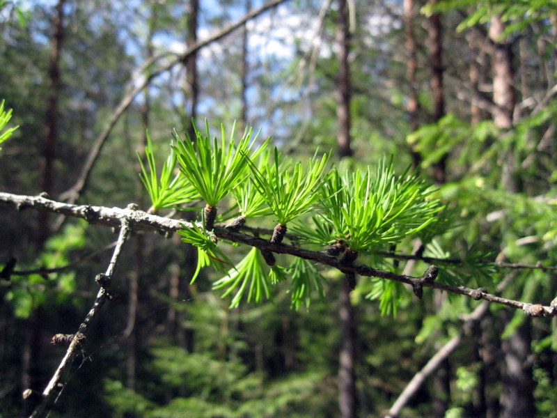 Image of Larix sukaczewii specimen.