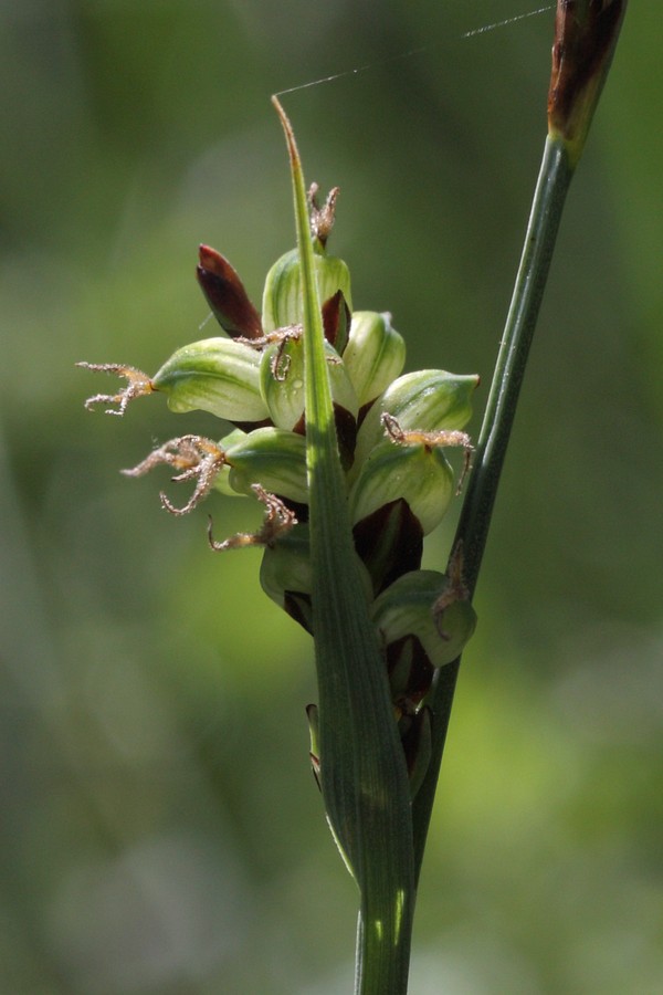 Изображение особи Carex panicea.