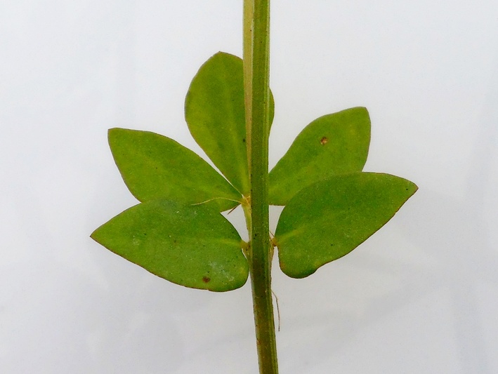 Image of Lotus corniculatus specimen.