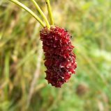 Sanguisorba officinalis. Соцветие. Курская обл., Железногорский р-н, берег р. Свапа, окр. ур. Колпинская дача. 16 августа 2007 г.