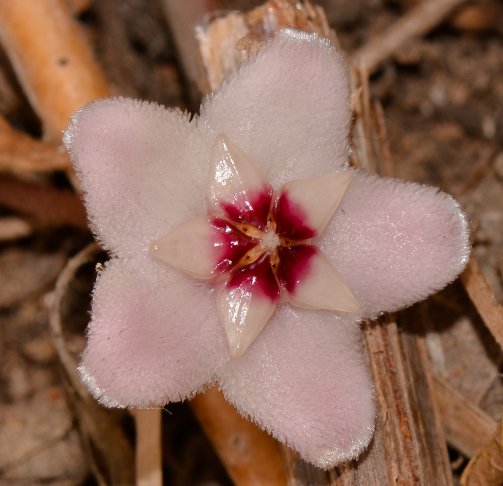 Image of Hoya carnosa specimen.