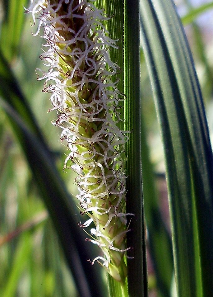 Image of Carex atherodes specimen.