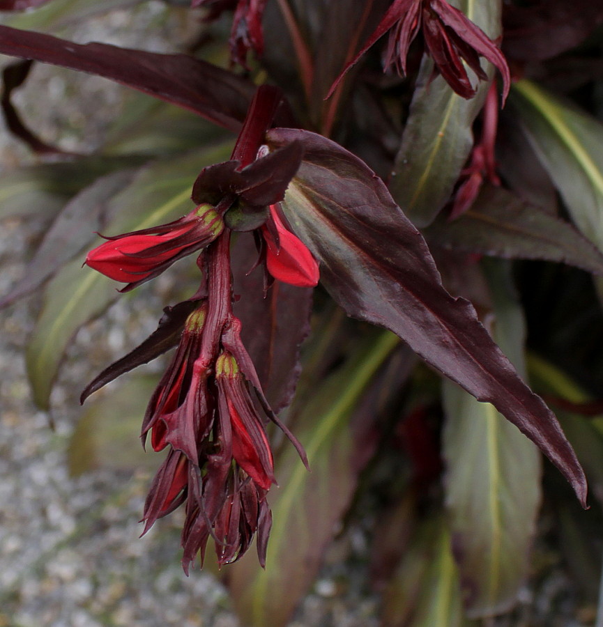 Изображение особи Lobelia cardinalis.