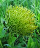 genus Taraxacum. Соцветие (аномальное). Московская обл., г. Кубинка, дворовая территория. 21.05.2012.