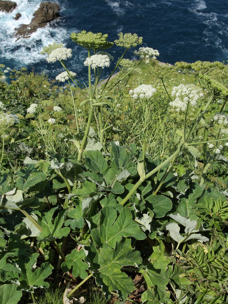 Image of Heracleum sphondylium ssp. pyrenaicum specimen.