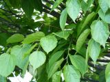 genus Celtis. Ветви со зрелыми плодами. Крым, Ялта. 15.05.2009.