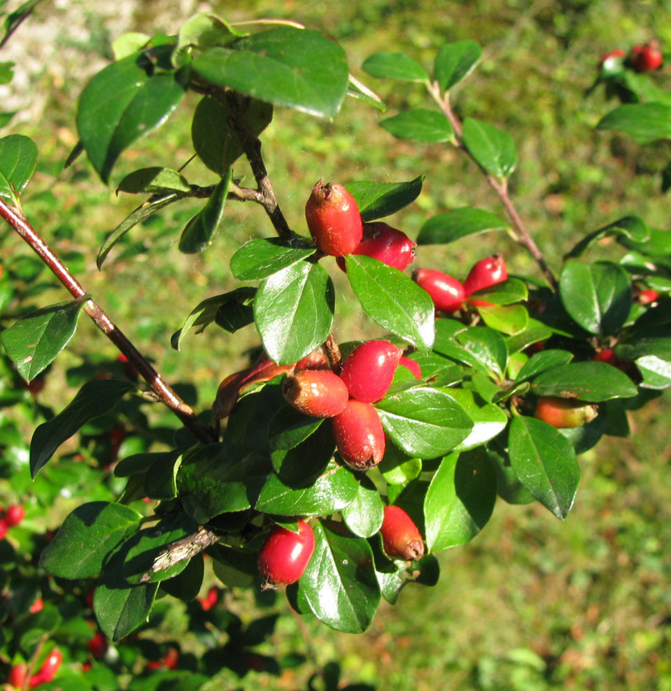 Image of Cotoneaster divaricatus specimen.