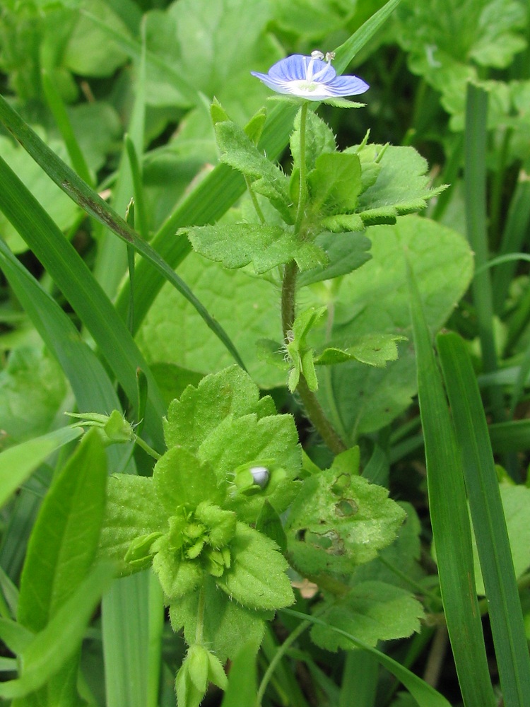 Image of Veronica persica specimen.