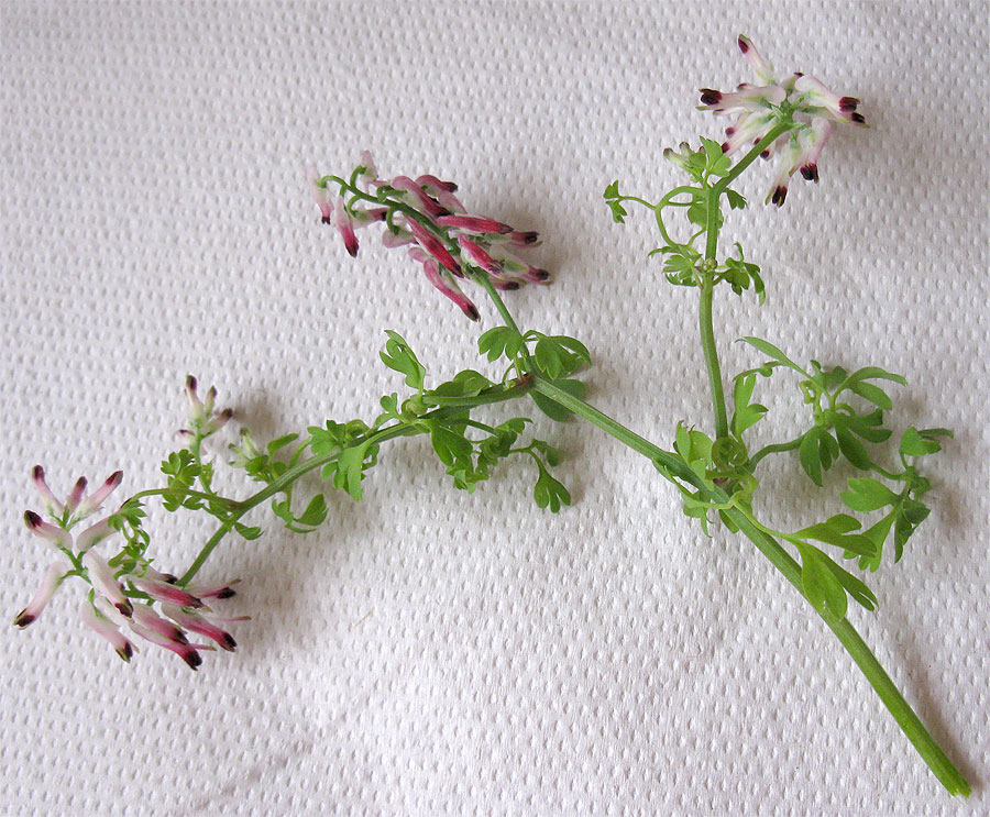 Image of Fumaria capreolata specimen.