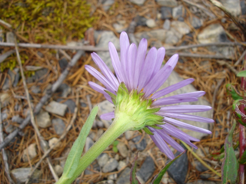 Image of Aster serpentimontanus specimen.