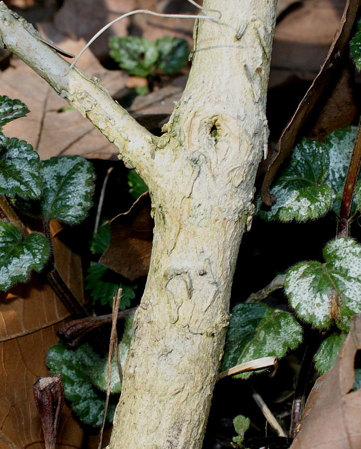 Image of Buxus henryi specimen.