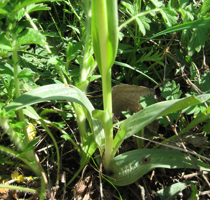 Изображение особи Neotinea tridentata.