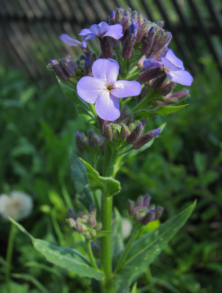 Image of Hesperis pycnotricha specimen.