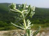 Teucrium capitatum