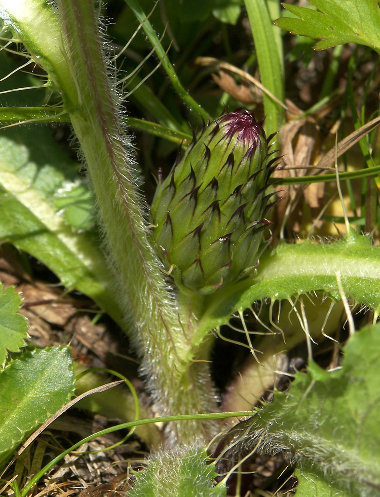 Image of Cirsium rhizocephalum specimen.