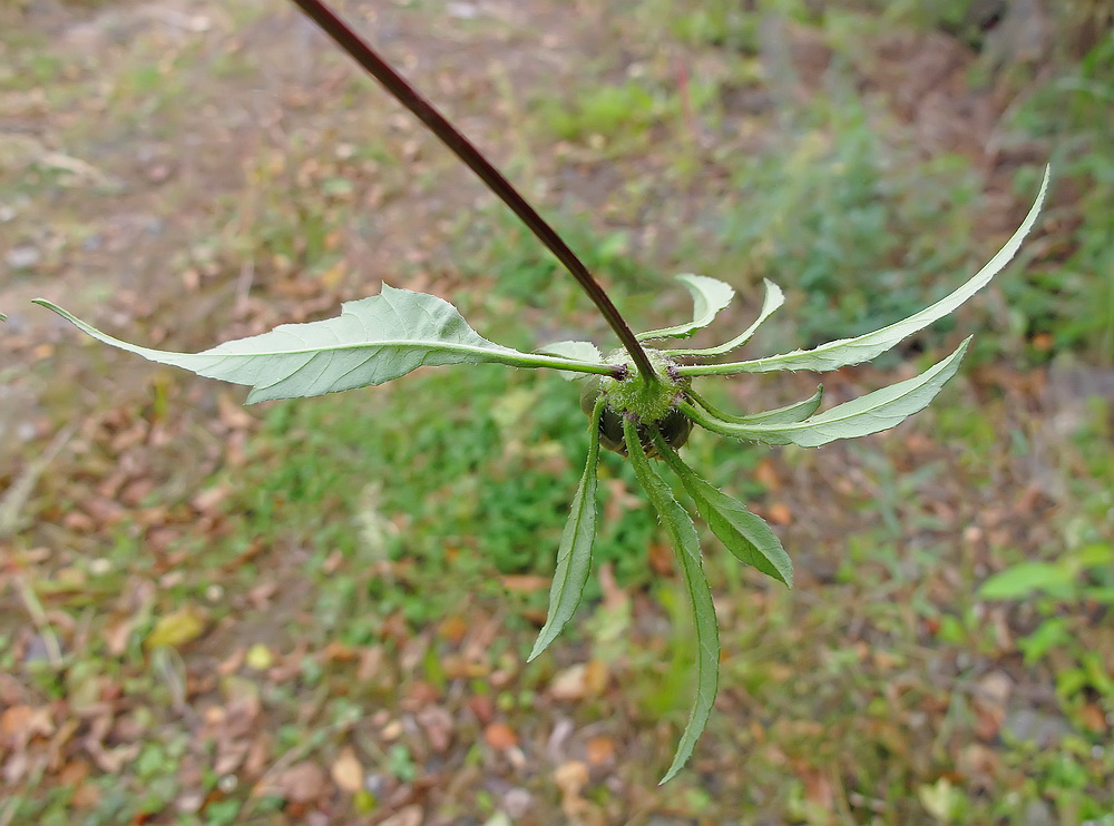 Изображение особи Bidens frondosa.