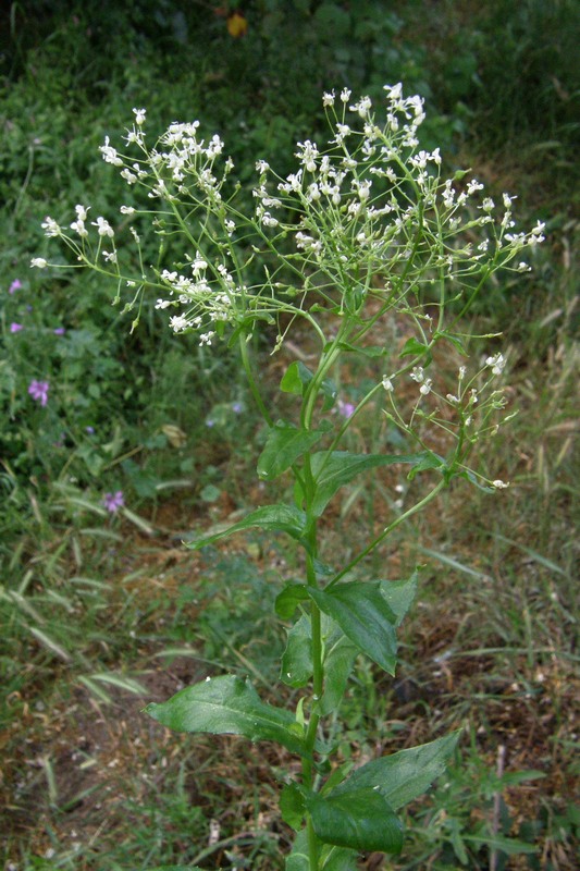 Изображение особи Cardaria draba.