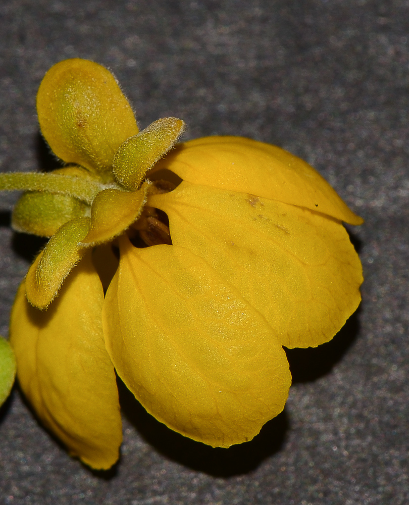 Image of Senna artemisioides specimen.